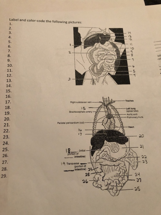 Label And Color Code The Following Pictures 1 2 3 Chegg Com