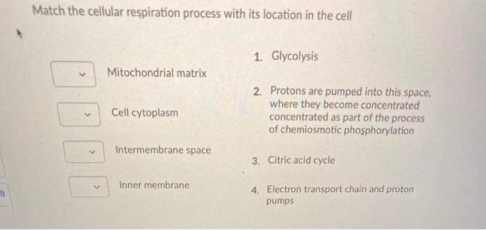 Solved Match the cellular respiration process with its | Chegg.com