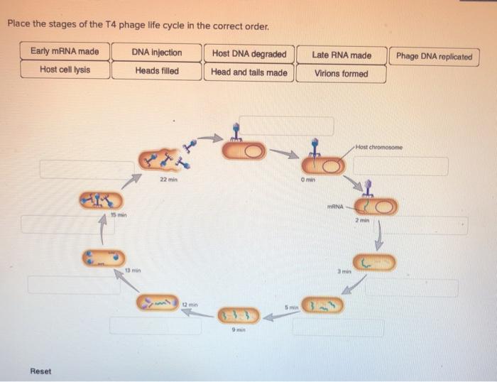 Solved Place the stages of the T4 phage life cycle in the | Chegg.com