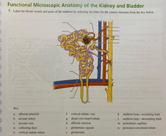 Solved Functional Microscopic Anatomy of the Kidney and | Chegg.com