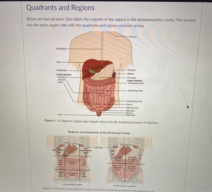 abdominal cavity organs quadrants