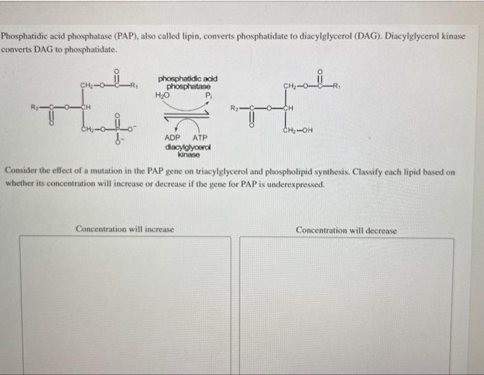 Phosphatidic acid phosphatase (PAP), also called | Chegg.com
