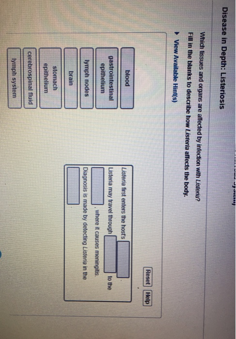 Solved Disease In Depth Listeriosis Which Tissues And Chegg