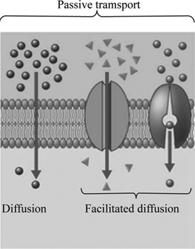 facilitated diffusion examples