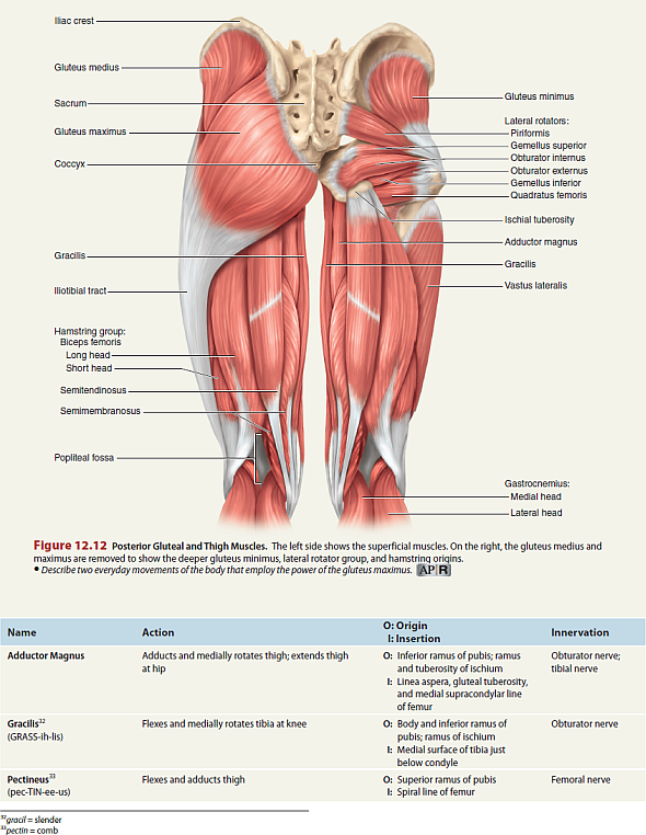 Leg Muscles Diagram Simple : How To Draw Legs The Easy Step By Step