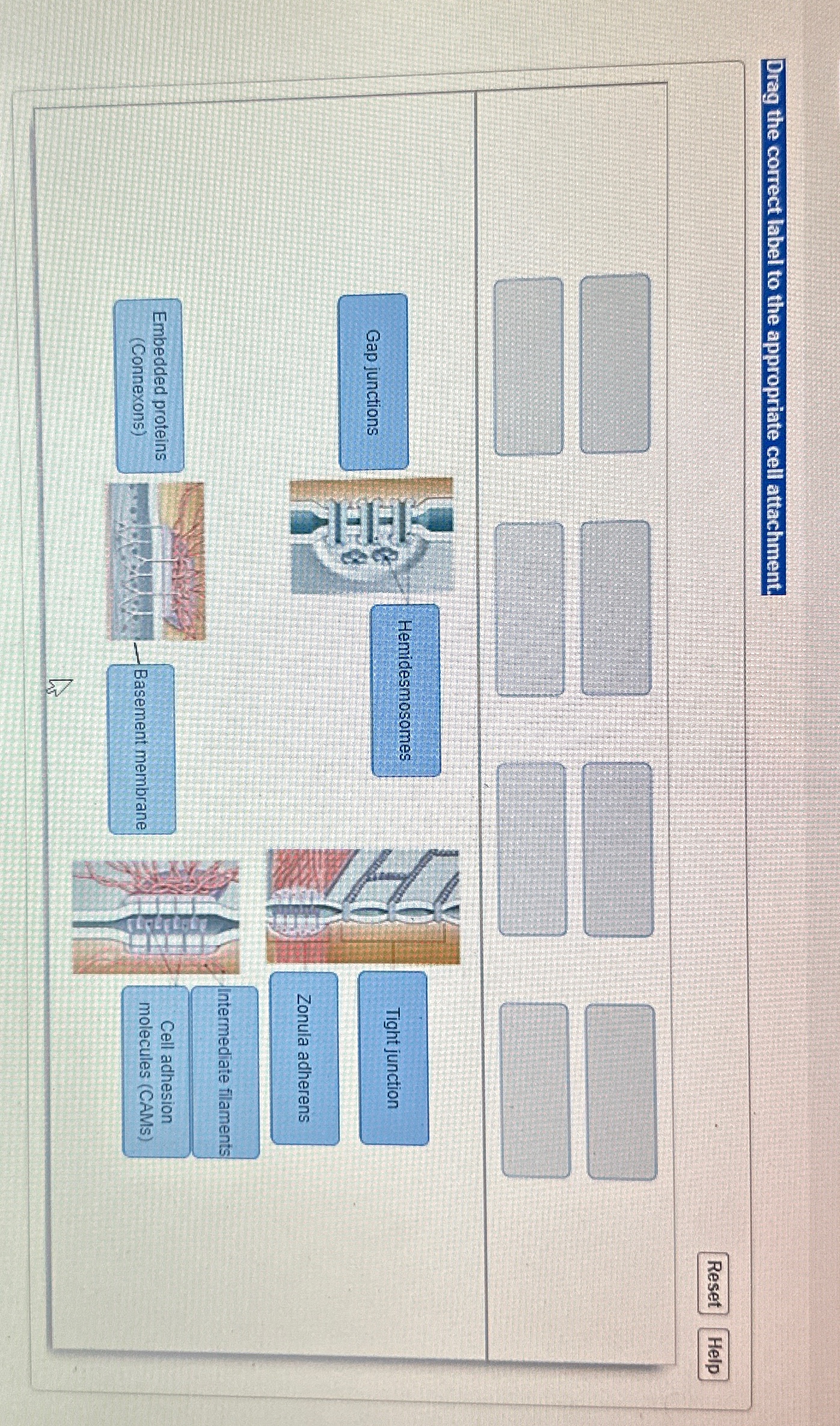 Solved Drag the correct label to the appropriate cell | Chegg.com