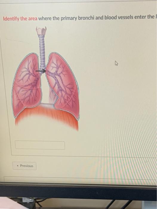 Solved Identify the area where the primary bronchi and blood | Chegg.com