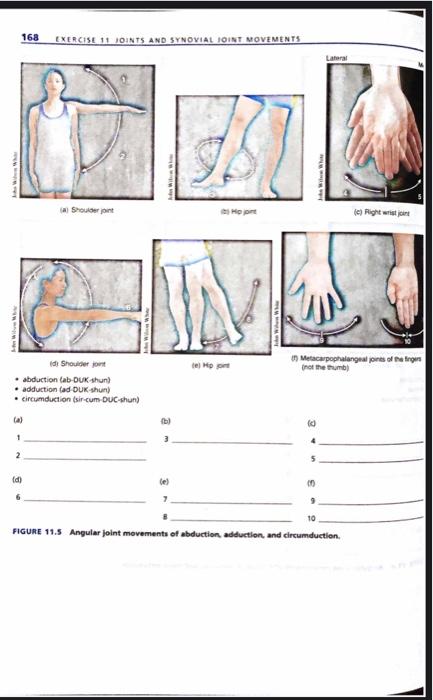 movements of synovial joints