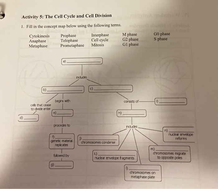 cell cycle concept map mitosis