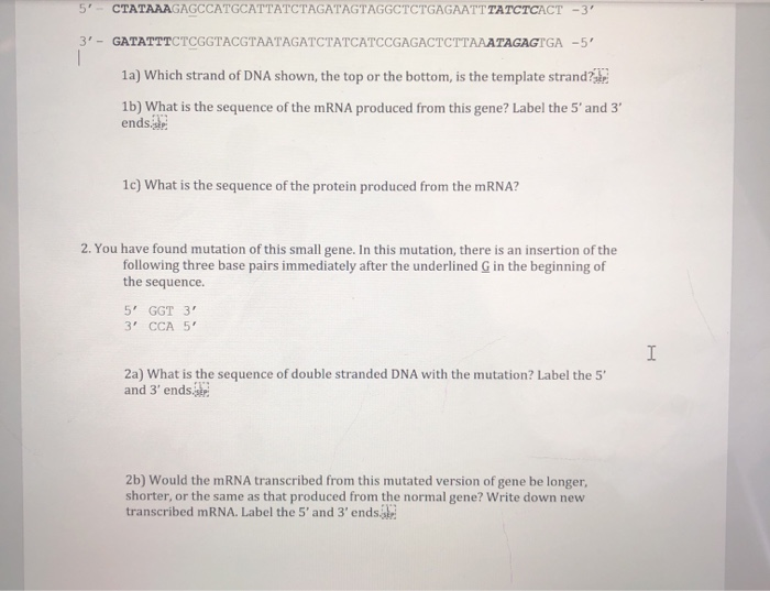 Solved Protein Synthesis Activity 1. Below is the | Chegg.com