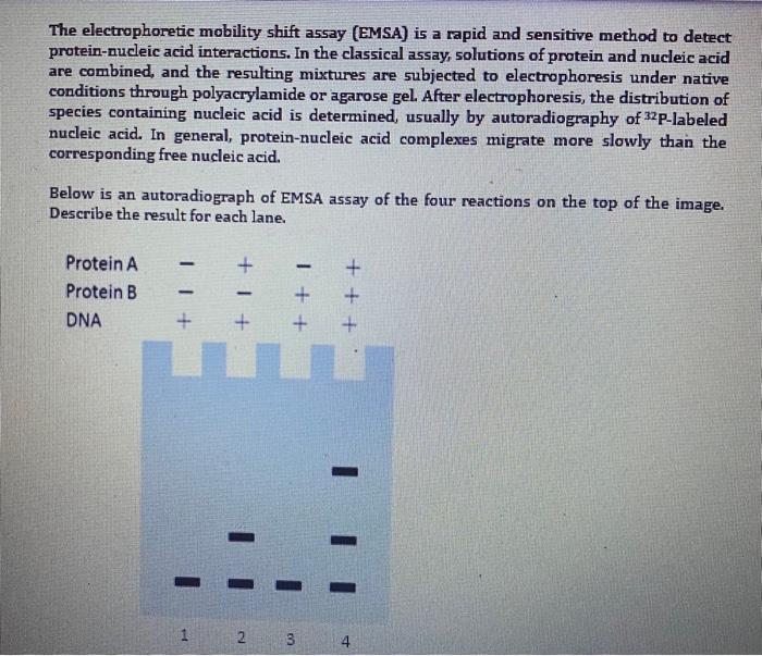 Solved The electrophoretic mobility shift assay (EMSA) is a | Chegg.com