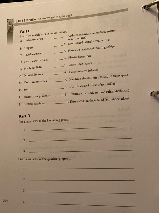 Solved 15 The Muscular System LAB REVIEW Nome LP Part A | Chegg.com