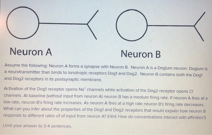 Solved Neuron A Neuron B Assume The Following: Neuron A | Chegg.com