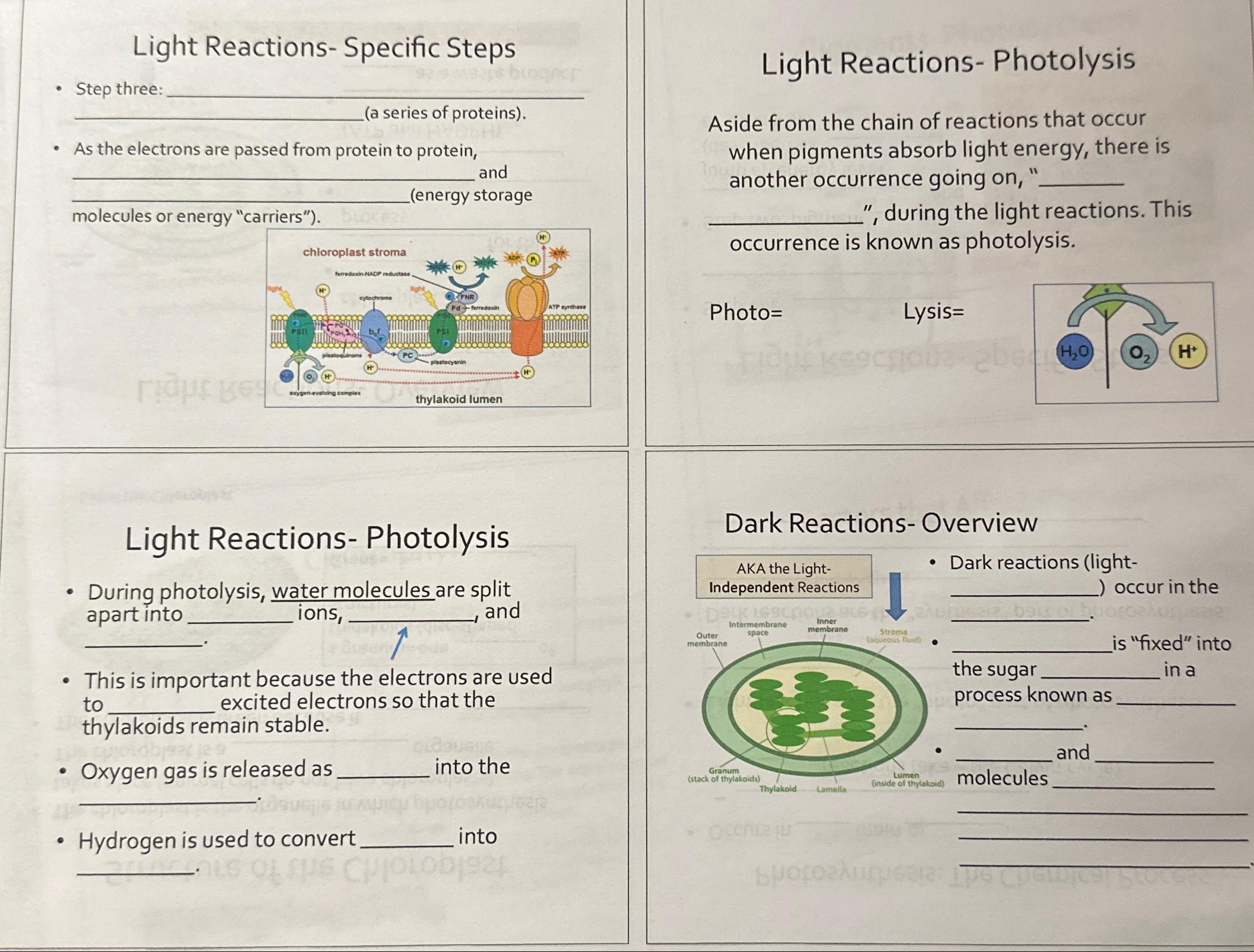 Solved Light Reactions- ﻿Specific StepsStep three: (a series | Chegg.com