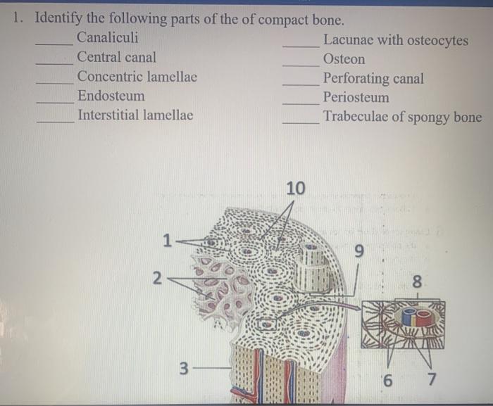 canaliculi compact bone