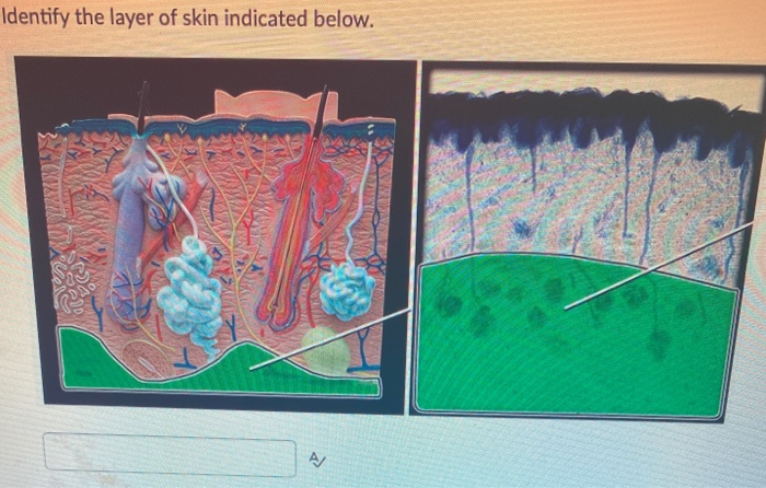 Solved Identify the layer of skin indicated below. AJ | Chegg.com