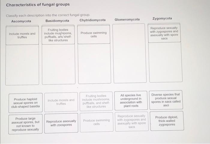 Solved Characteristics of fungal groups Classify each | Chegg.com