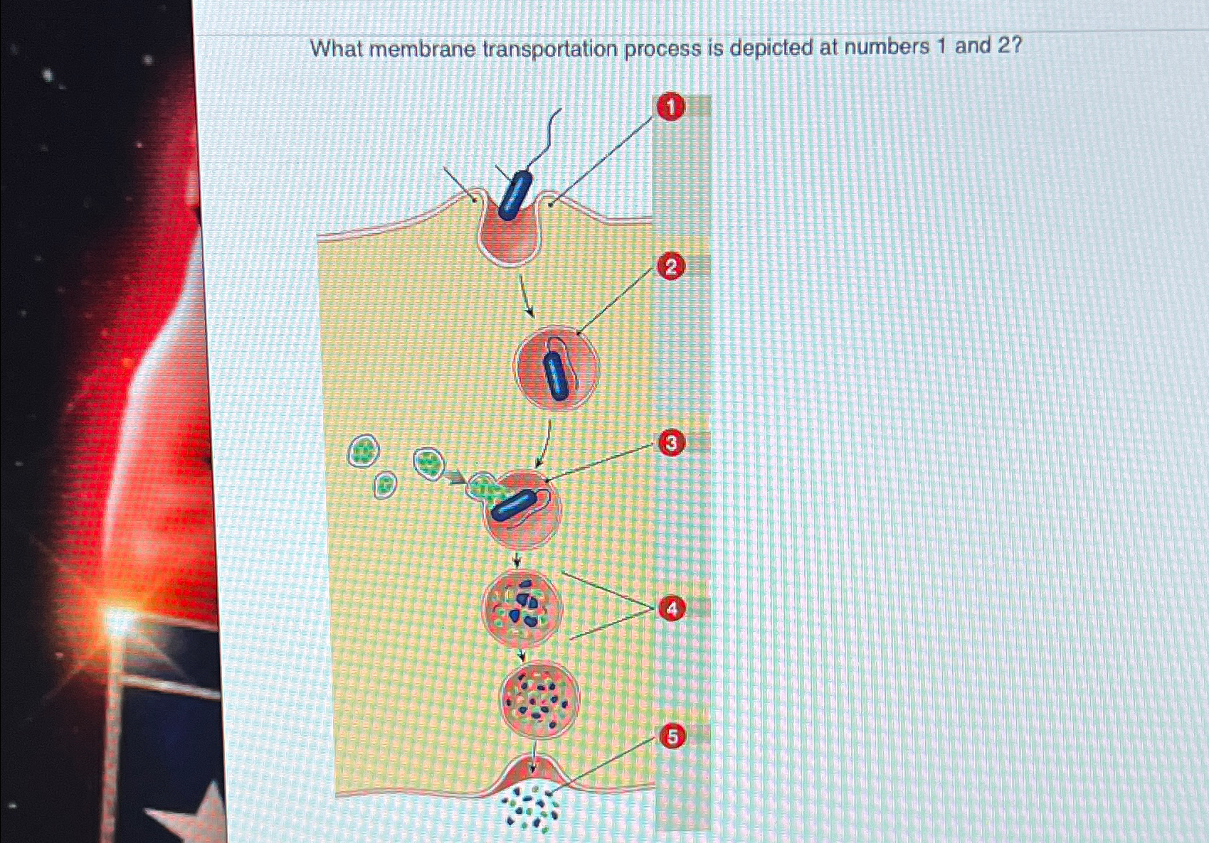Solved What membrane transportation process is depicted at | Chegg.com