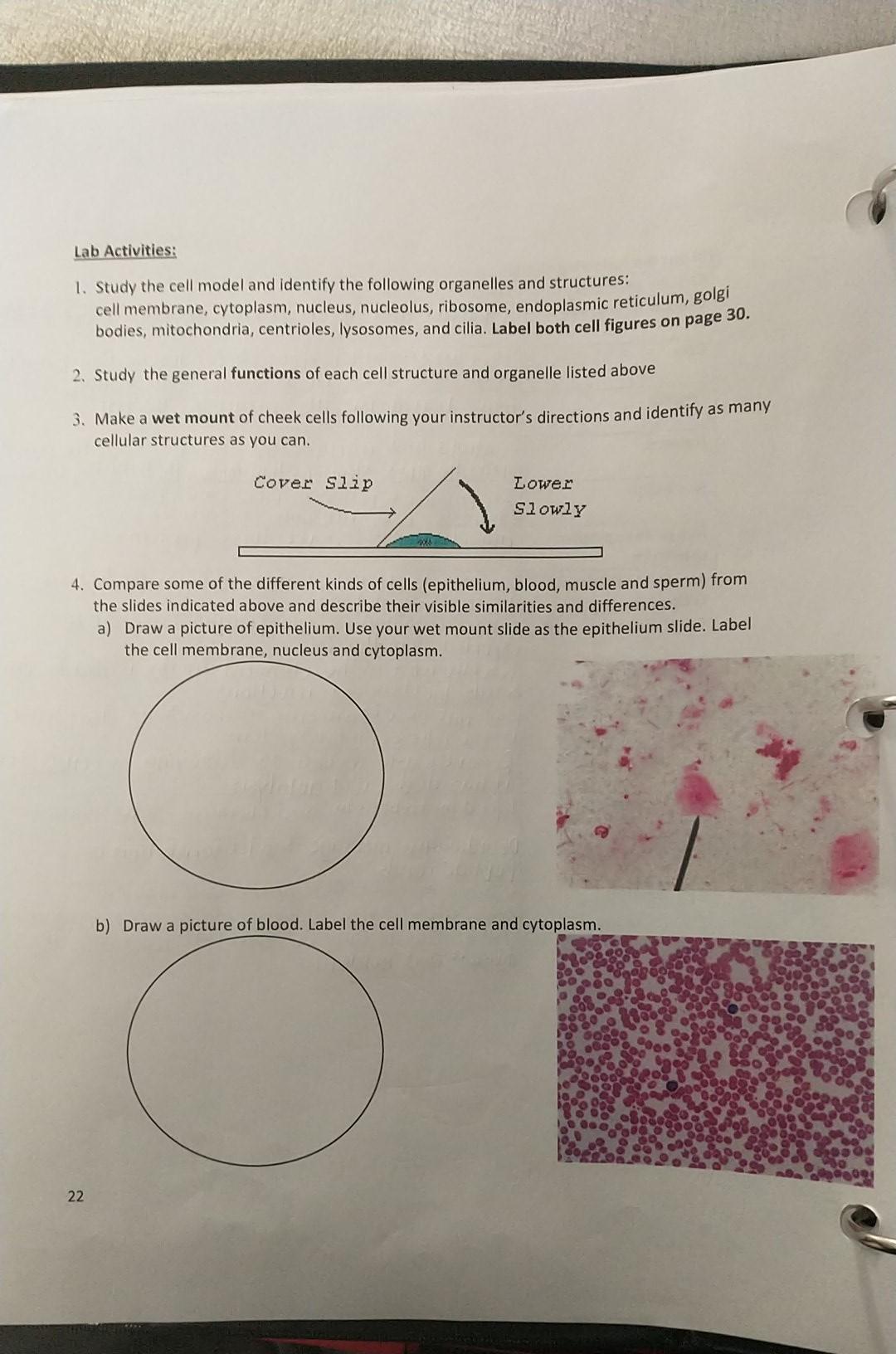 Solved Lab Activities: 1. Study the cell model and identify | Chegg.com
