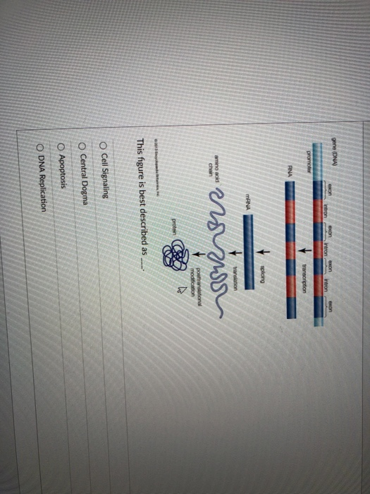 Solved Correctly identify the steps in eukaryotic | Chegg.com