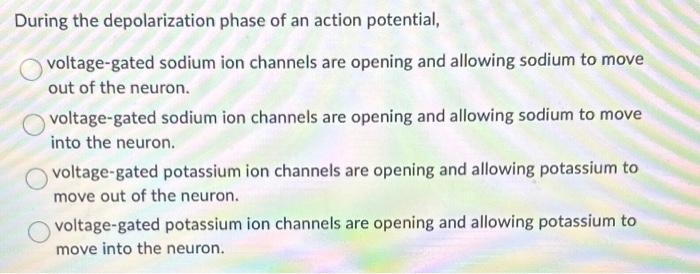 depolarization phase of action potential is due to .....ion