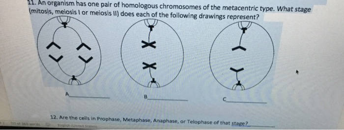An organism has two pair of chromosomes (i.e., chromosome number = 4).  Diagrammatically represent the chromosomal arrangement during different  phases of meiosis-II.