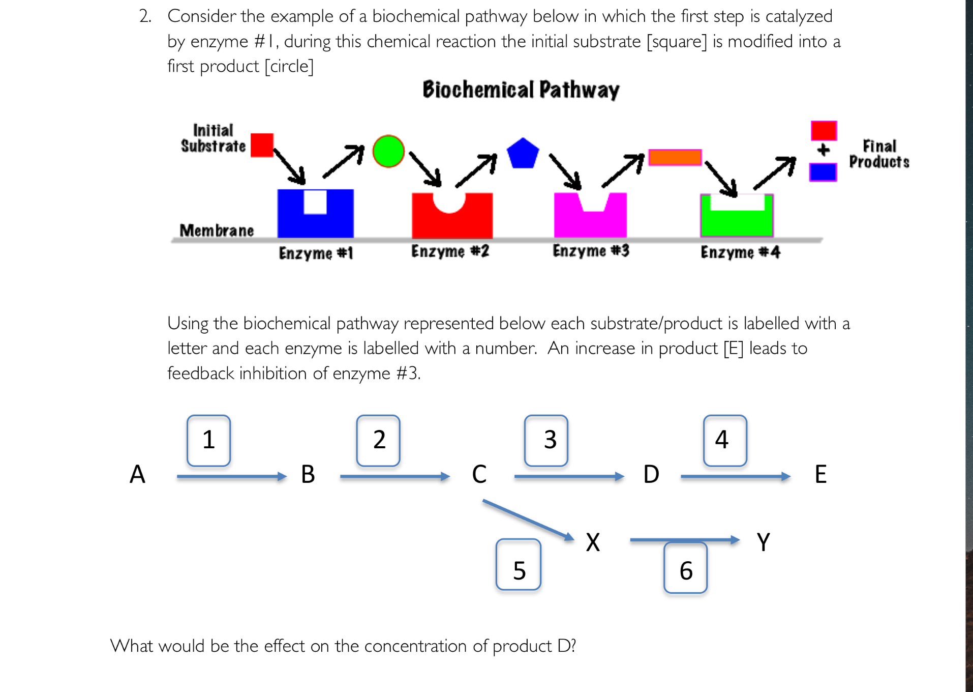 Solved Consider the example of a biochemical pathway below | Chegg.com