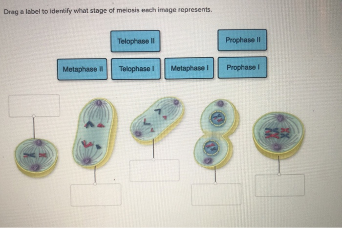 Solved Drag a label to identify what stage of meiosis each | Chegg.com