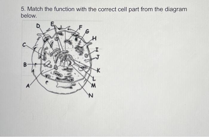 Solved 5. Match the function with the correct cell part from | Chegg.com