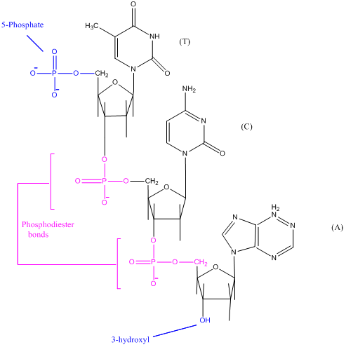 Solved: Chapter 2 Problem 3RQ Solution | Molecular Biology 5th Edition ...