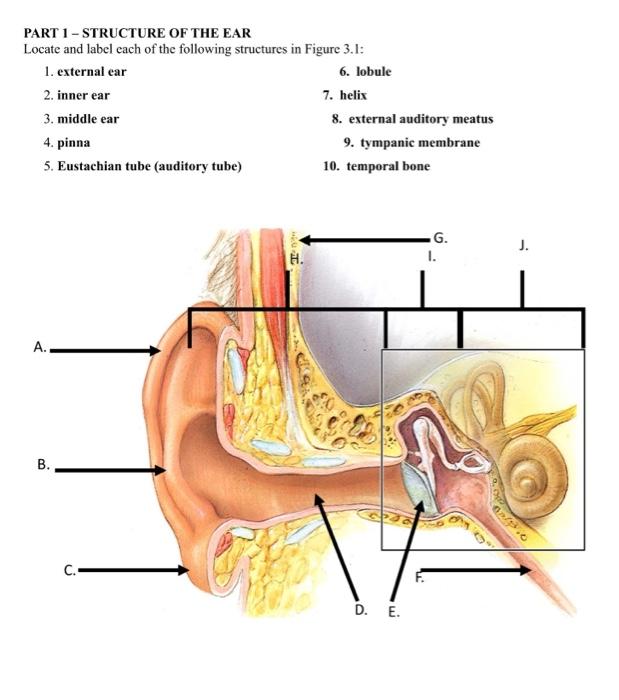 What structure of the ear contains the malleus, incus, and stapes