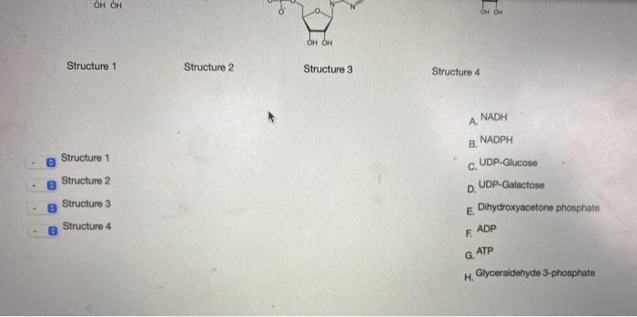 Solved Match the following structures with their | Chegg.com