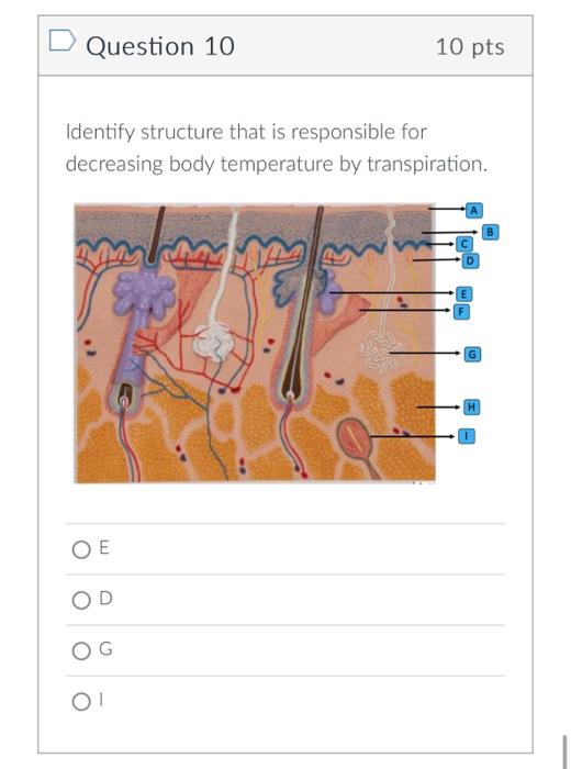 Solved Question 7 10pts Identify structure that is | Chegg.com
