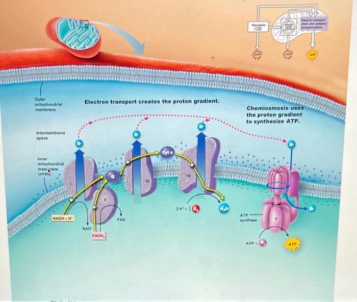 Solved Outer mitochondrial membrane Electron transport | Chegg.com