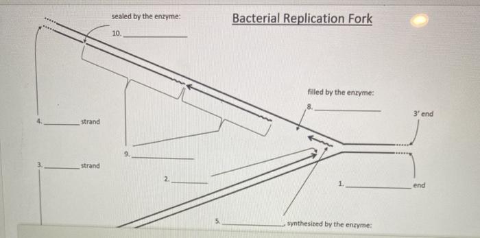 Solved sealed by the enzyme: Bacterial Replication Fork 10 | Chegg.com