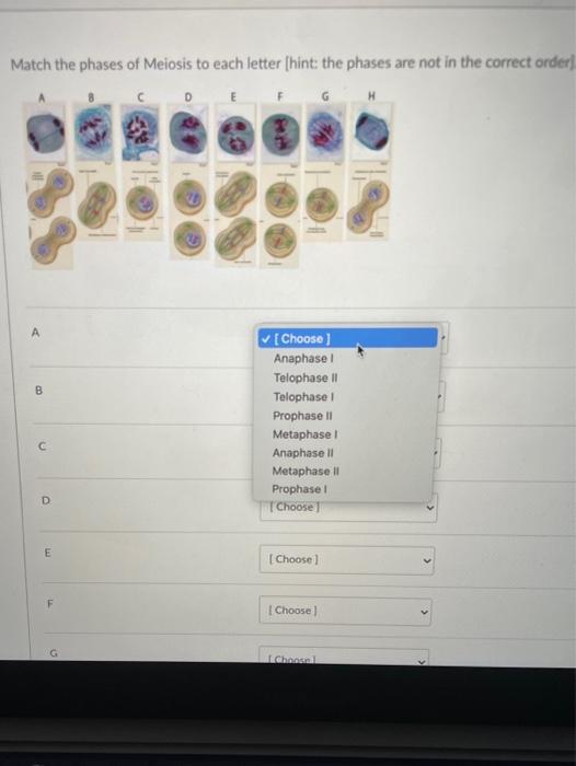 Solved Match the phases of Meiosis to each letter (hint: the | Chegg.com