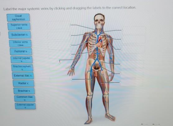 Solved Label the major systemic veins by clicking and | Chegg.com