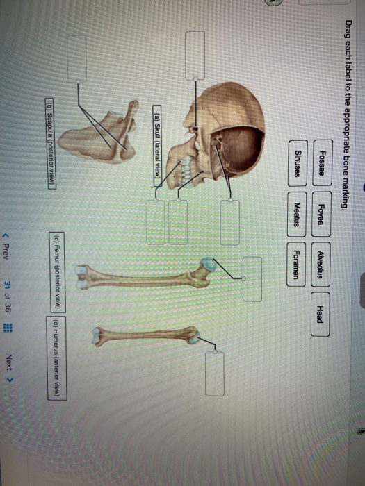 head bone marking