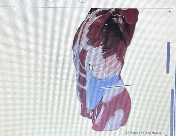 Solved e Muscle T | Chegg.com