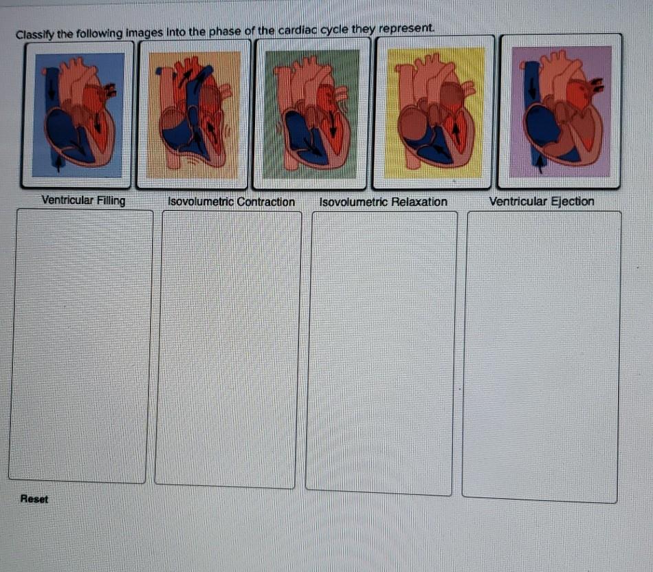 Solved Classify the following images into the phase of the | Chegg.com