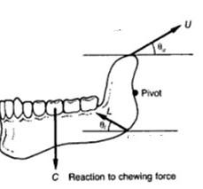 Solved The human jaw works under the action of two pairs of | Chegg.com