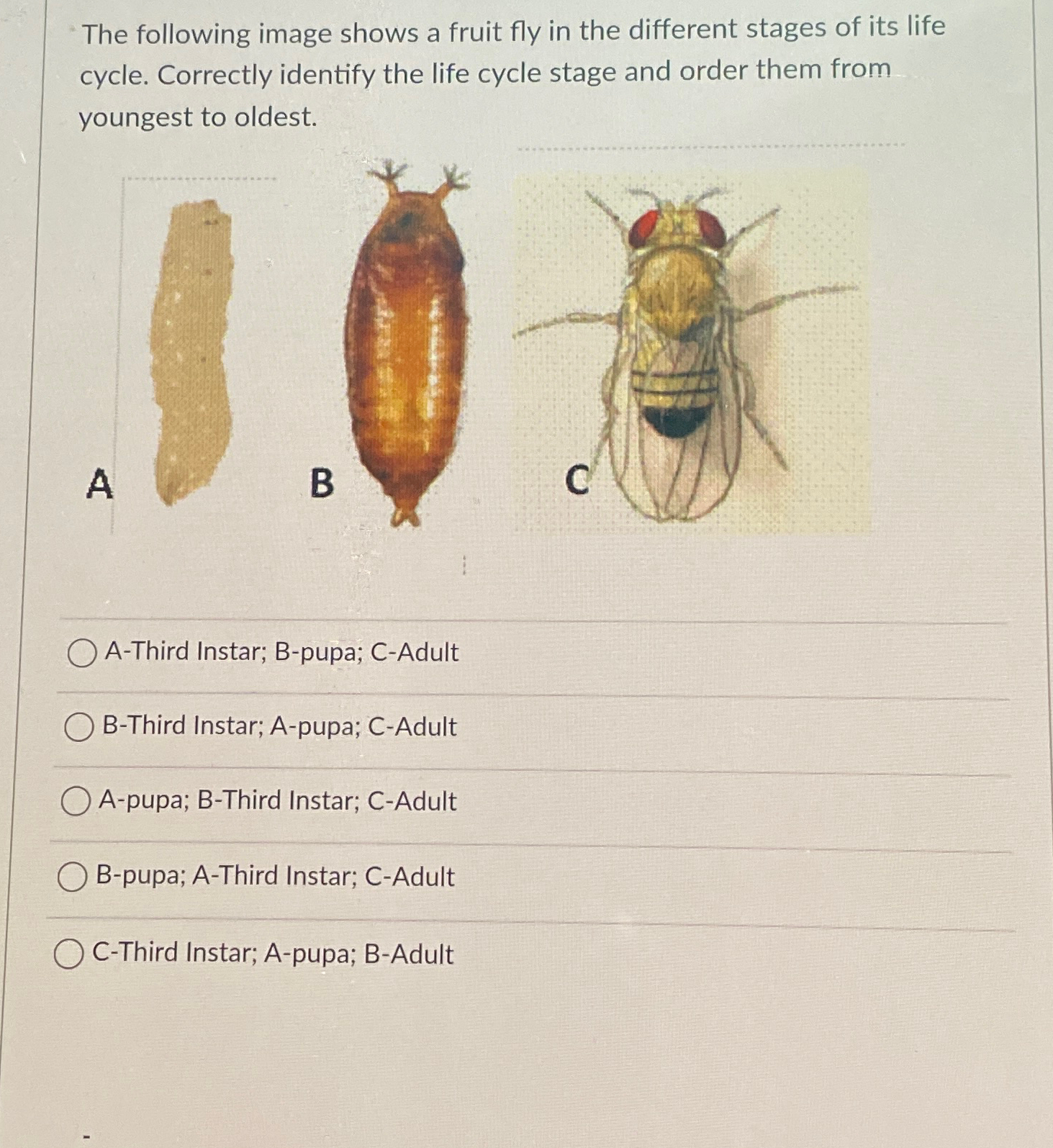 Solved The following image shows a fruit fly in the | Chegg.com