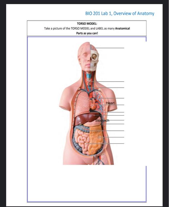 torso model labeled posterior