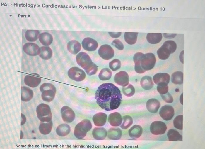 solved-name-the-cell-from-which-the-highlighted-cell-chegg