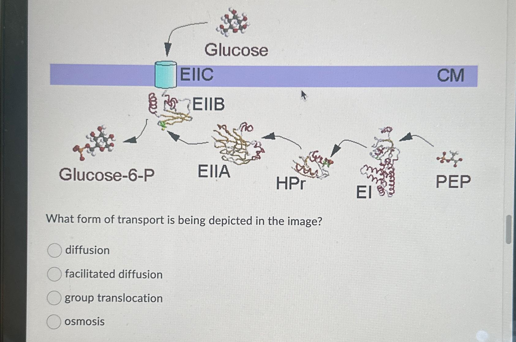 Solved GlucoseWhat form of transport is being depicted in | Chegg.com