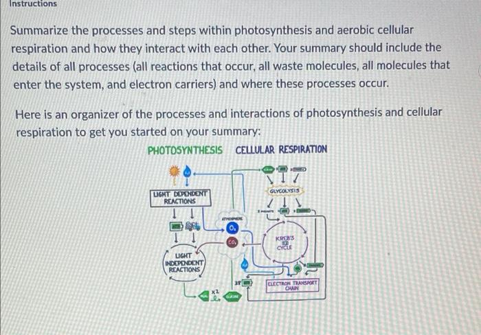 Instructions
Summarize the processes and steps within photosynthesis and aerobic cellular
respiration and how they interact w