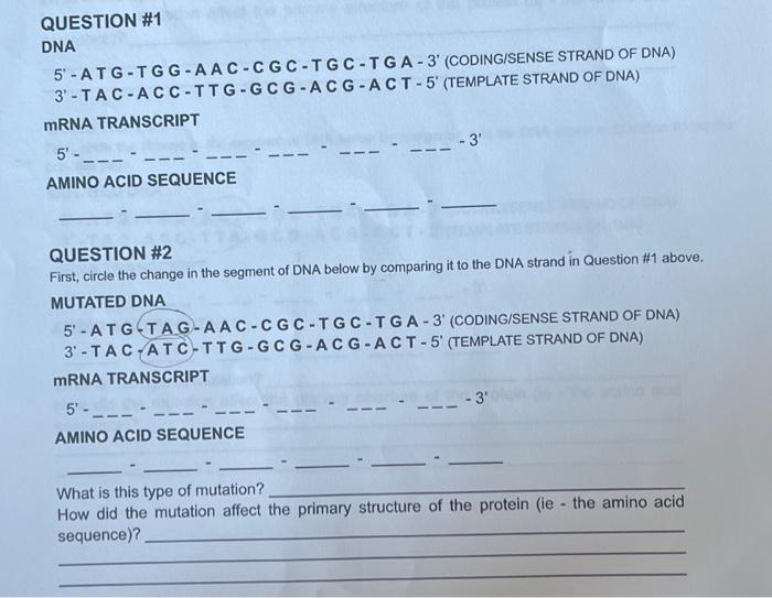 Solved QUESTION \#1 DNA 5' - A T G - T G G - A A C - C G C - | Chegg.com
