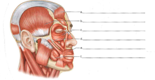 33 Label The Muscles In The Following Illustration