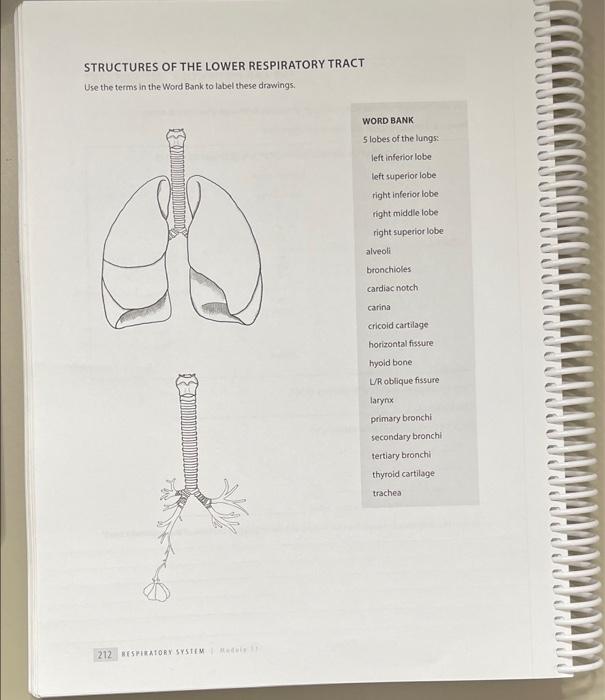 Solved STRUCTURES OF THE LOWER RESPIRATORY TRACT Use the | Chegg.com