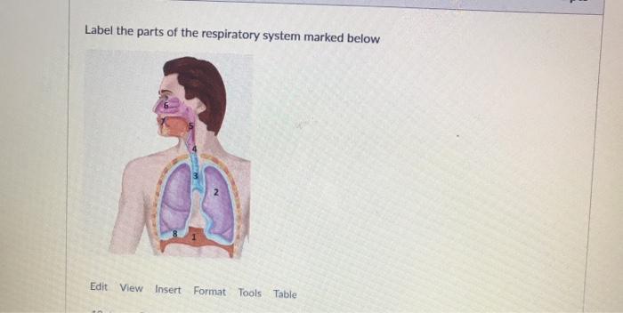 Solved Label the parts of the respiratory system marked | Chegg.com